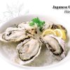 Japanese Oyster - Premium Fresh Seafood