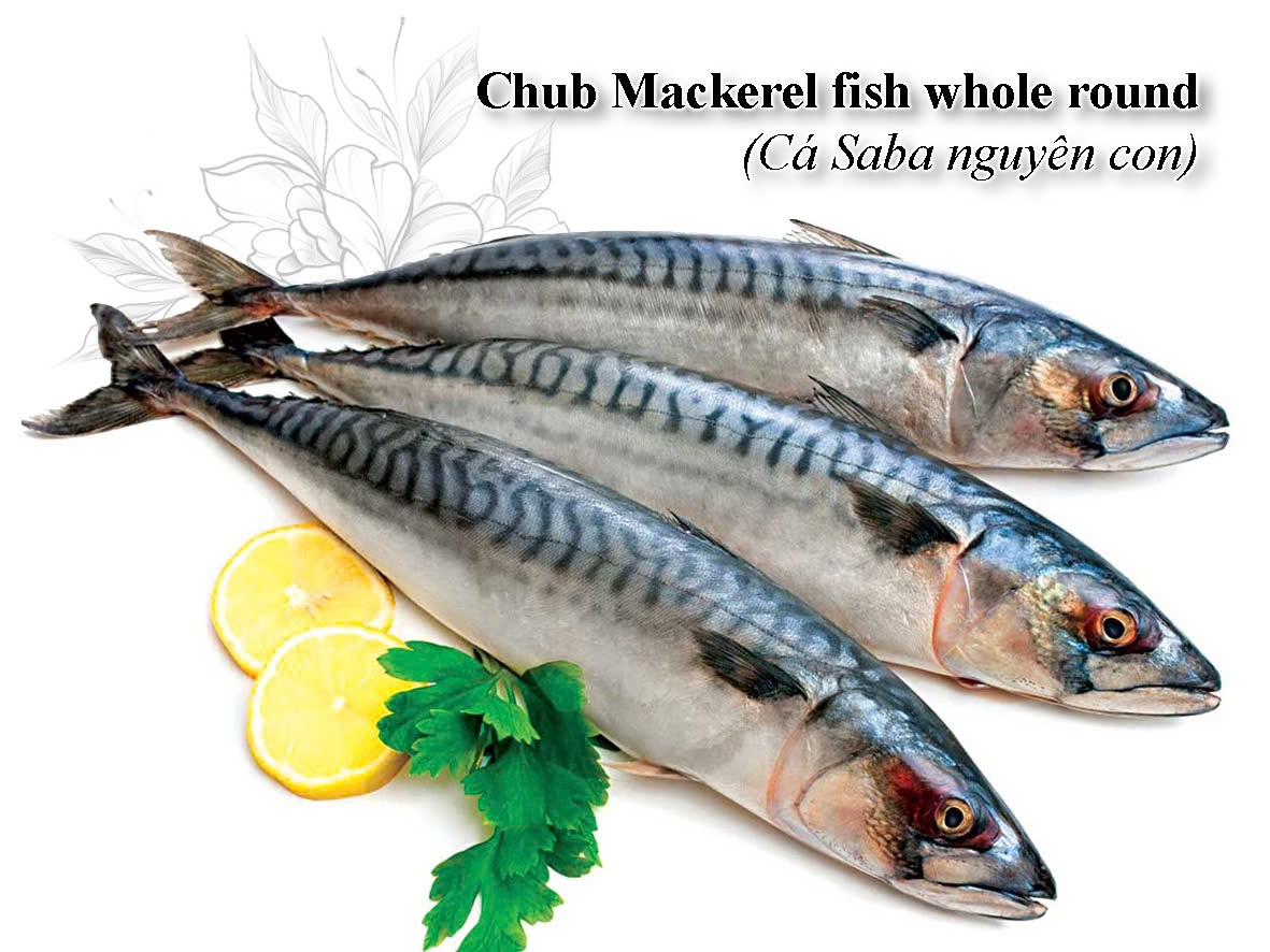Chub Mackerel Fish Whole Round - Premium Frozen Seafood from Vietnam